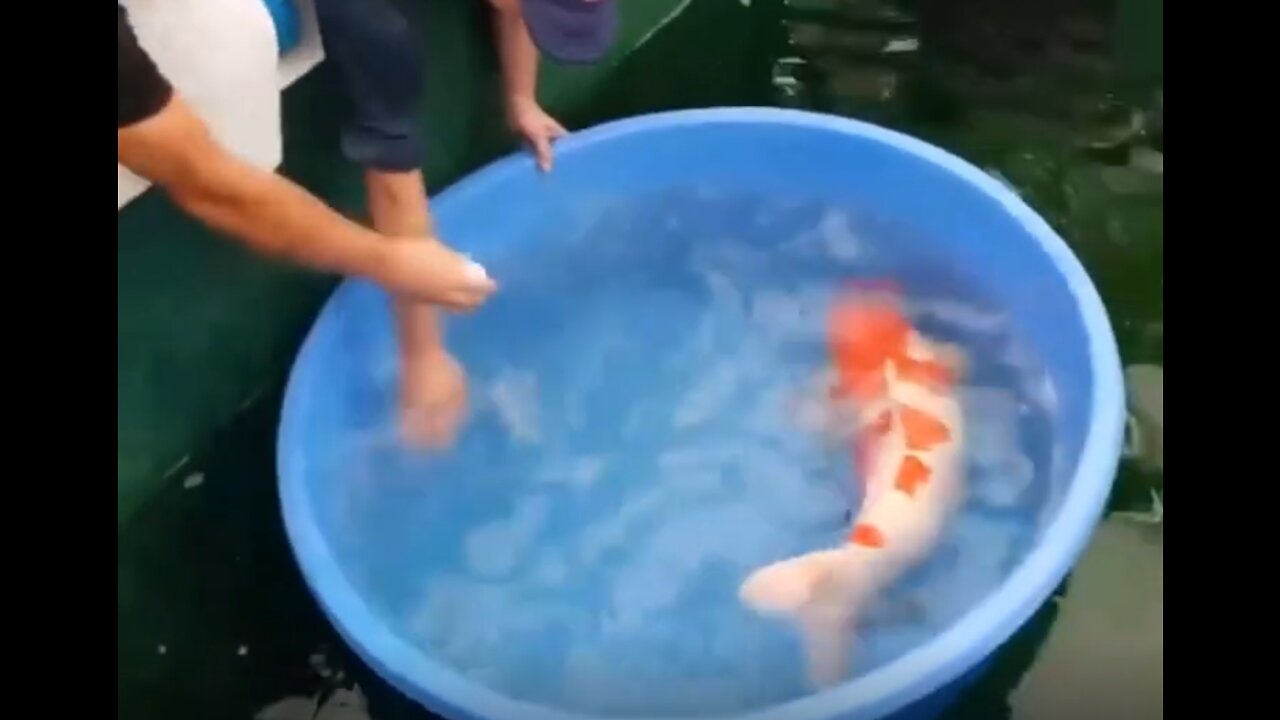 O Peixe Mais Caro do Mundo - Inacreditável