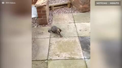 Sapo coaxa ao ser perseguido por gatinho