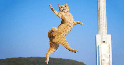 Funny and Cute Cat's Life