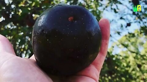 12 Most Expensive Fruits in the World