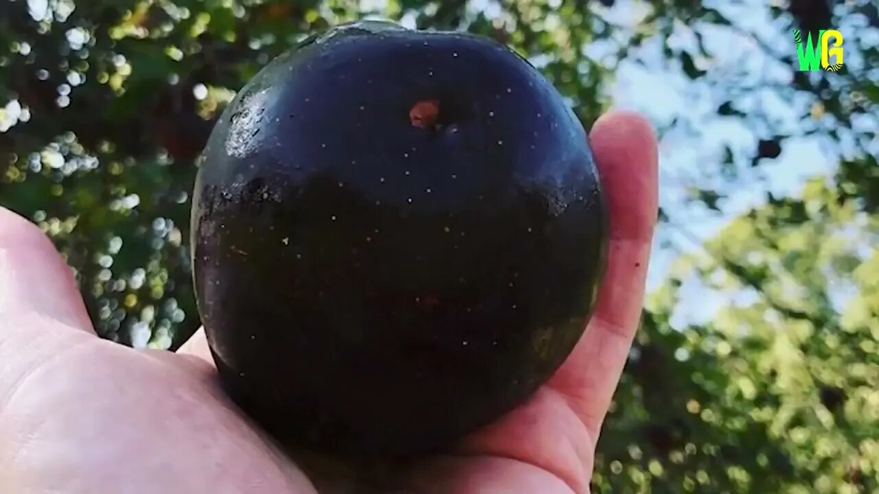 12 Most Expensive Fruits in the World