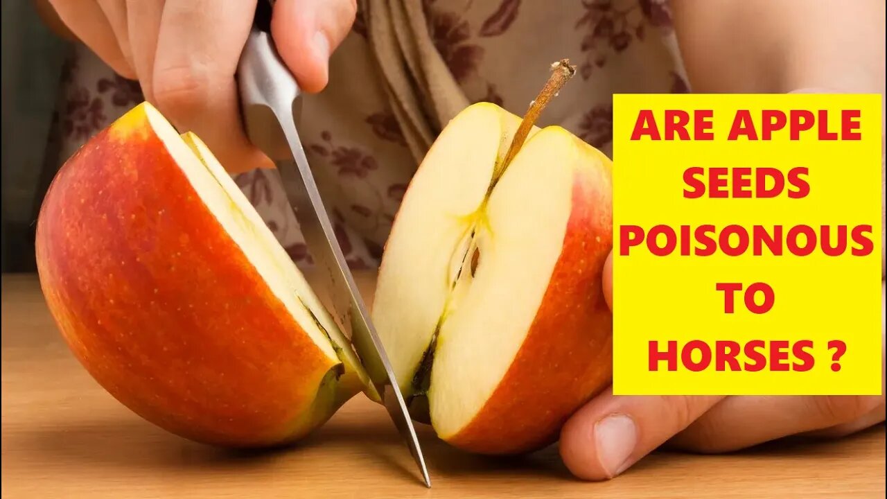 Can Apple Seeds Kill A Horse ?