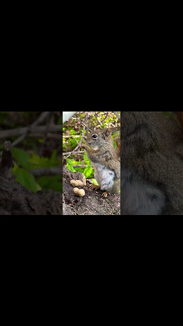 Chunky Baby Squirrel making Noises 🐿️
