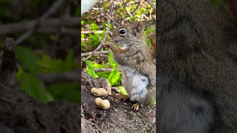 Chunky Baby Squirrel making Noises 🐿️