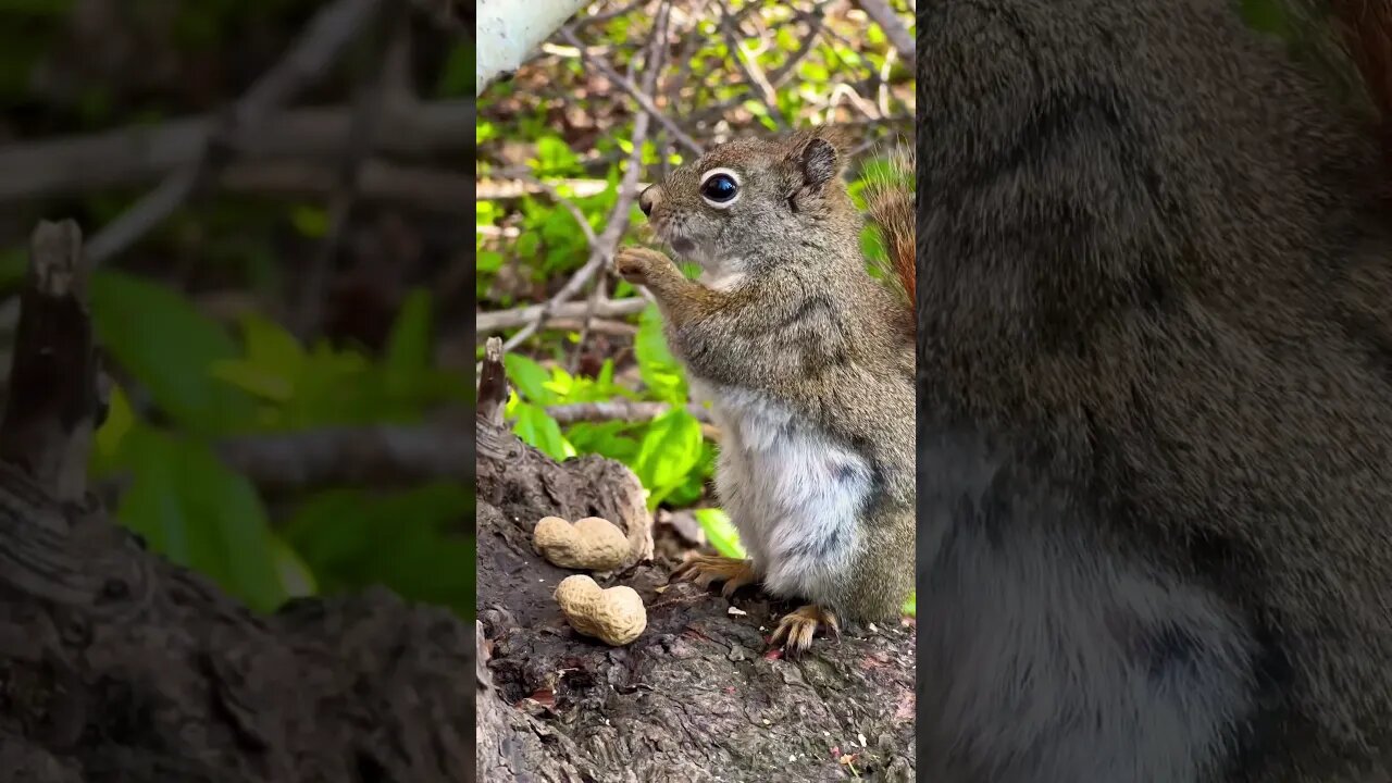 Chunky Baby Squirrel making Noises 🐿️