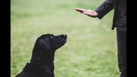 Watch This Amazing Dog Training!
