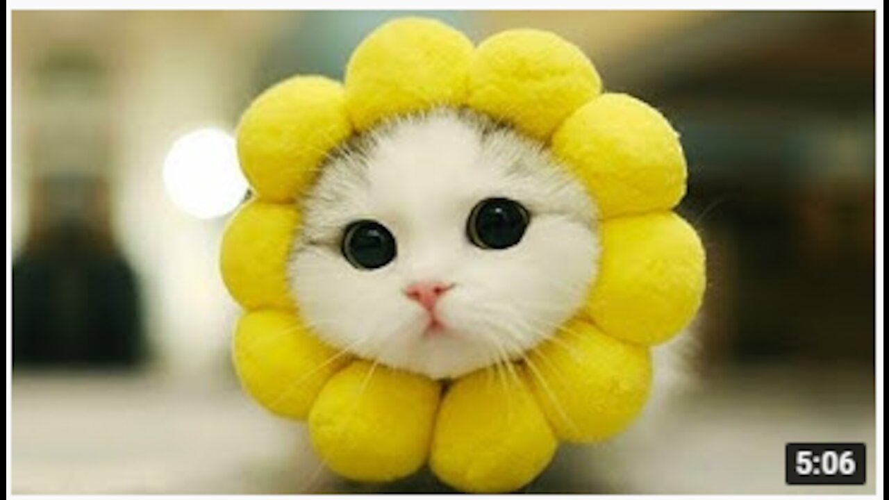 Baby Pets - Cute and Funny Pets Videos Compilation 💗