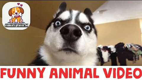 Funny animal videos. Best Animal funny videos 2022
