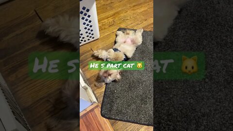 🤪