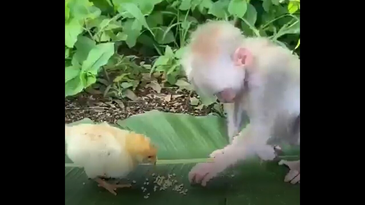 Unique Friendship - Monkey & Chicks. A Must Watch !!