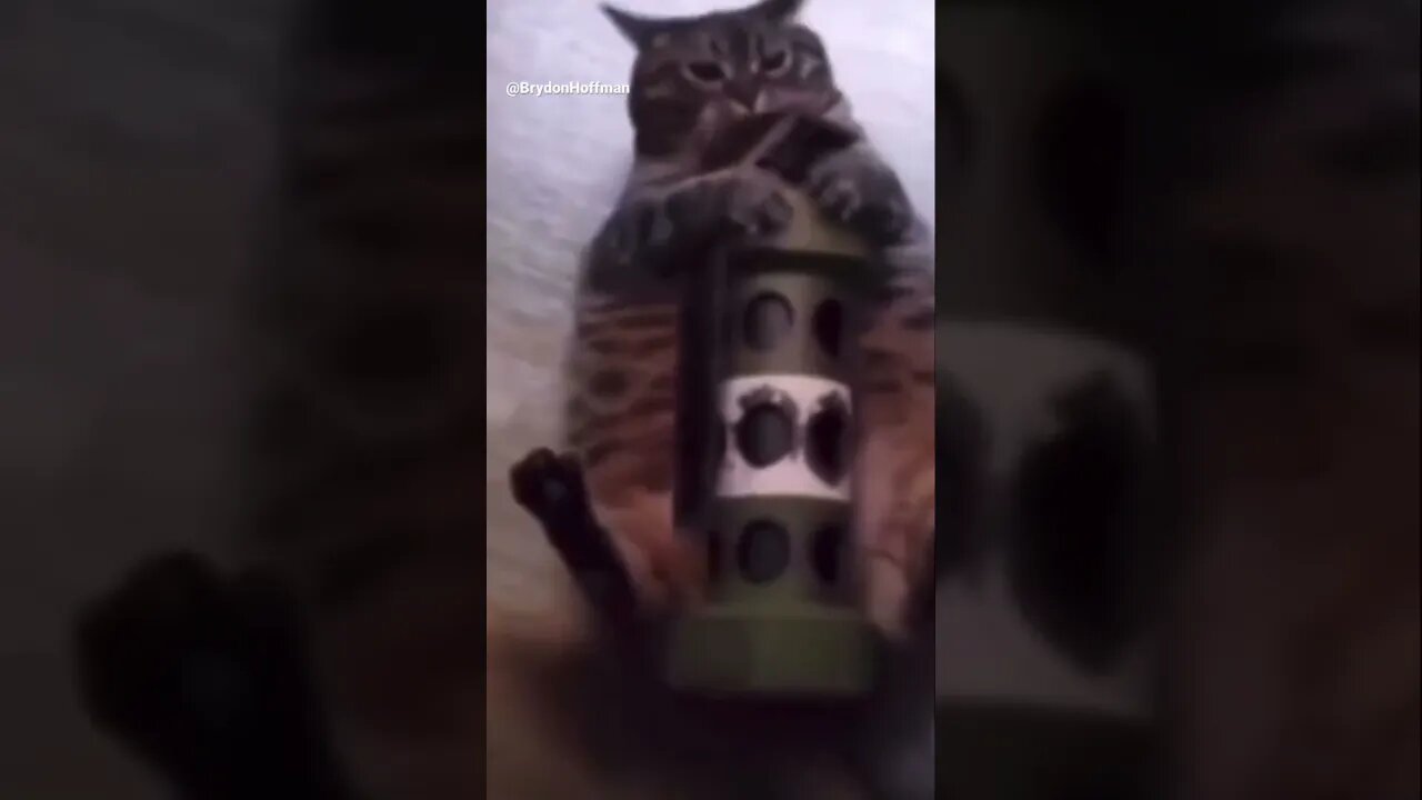 Funny Cat Meme 😂 pt.18 #shorts