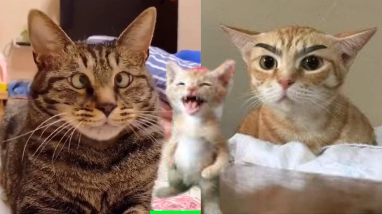 Funny Cats ☺ Cute Cat and Kitten Videos Compilation 🐱 pro cats funny pro cats