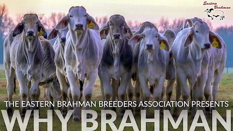WHY BRAHMAN