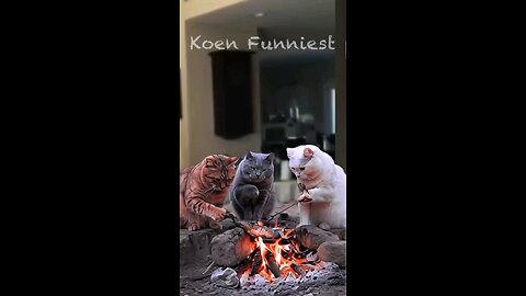 Funny Dogs And Cats Videos