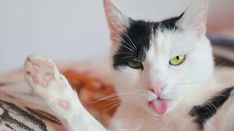 Funniest Cats 😹 - Don't try to hold back Laughter 😂 - Funny Cats Hack – 176