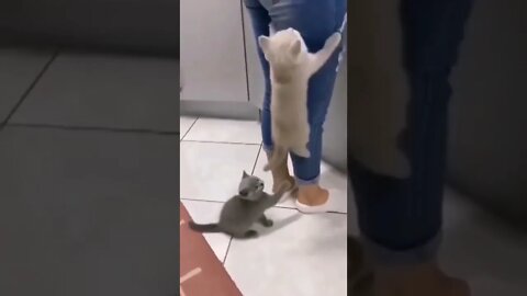 spider cat||funny cats compilation||funny cat videos||cute cat videos||#gigox $smarthoney2.0