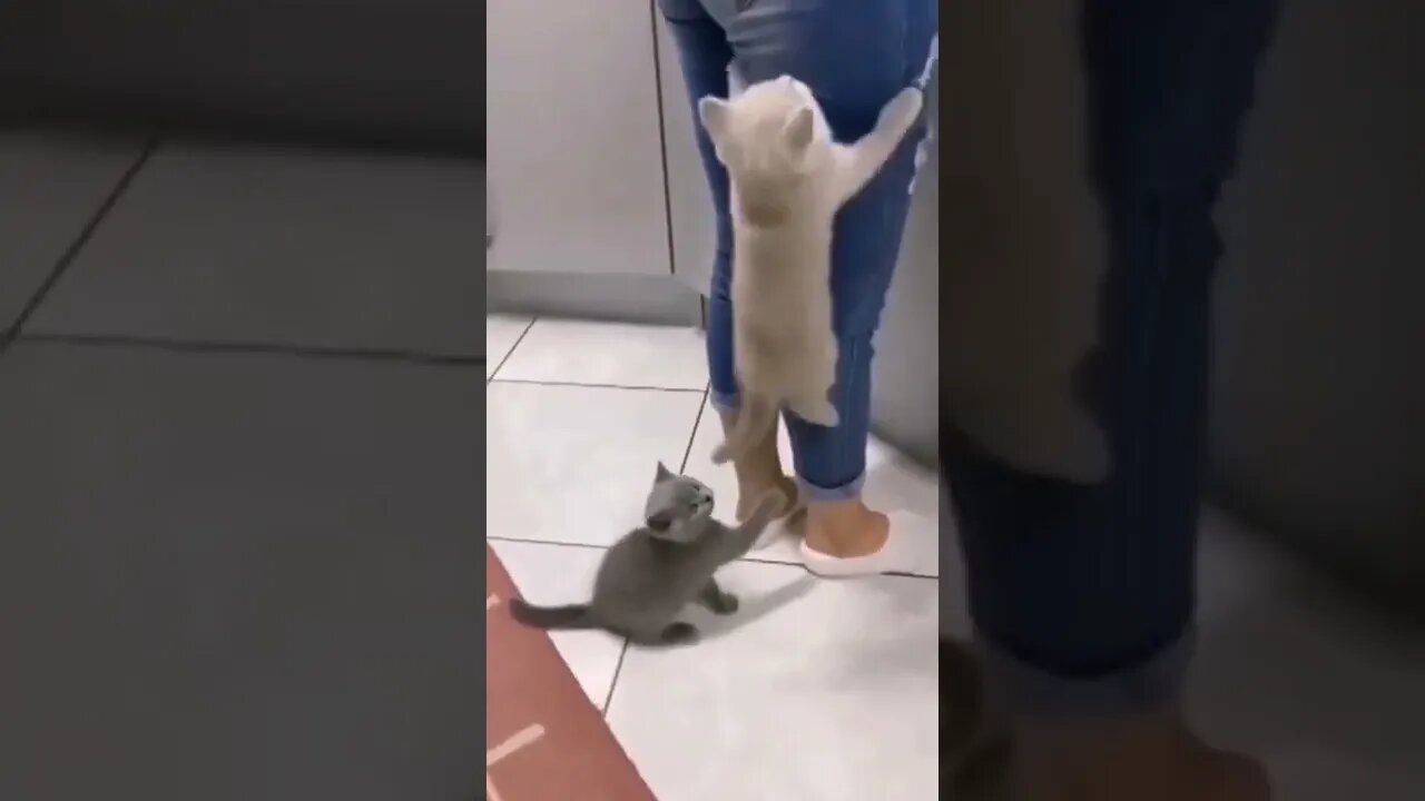 spider cat||funny cats compilation||funny cat videos||cute cat videos||#gigox $smarthoney2.0