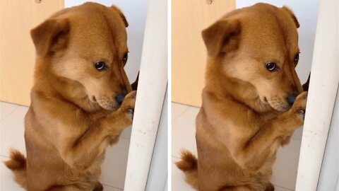 Its expression is cute and pitiful