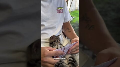 Kitty Plays Poker 🤯