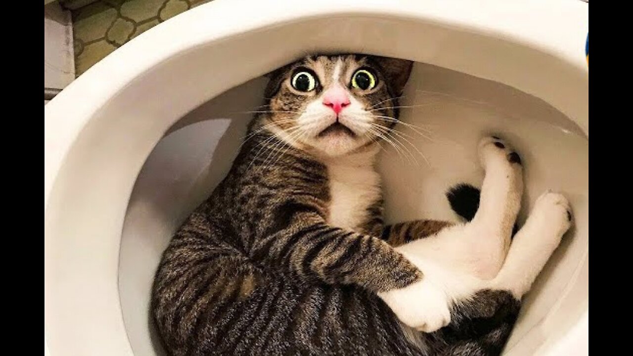 Funny cats 2024 (1 Hour)