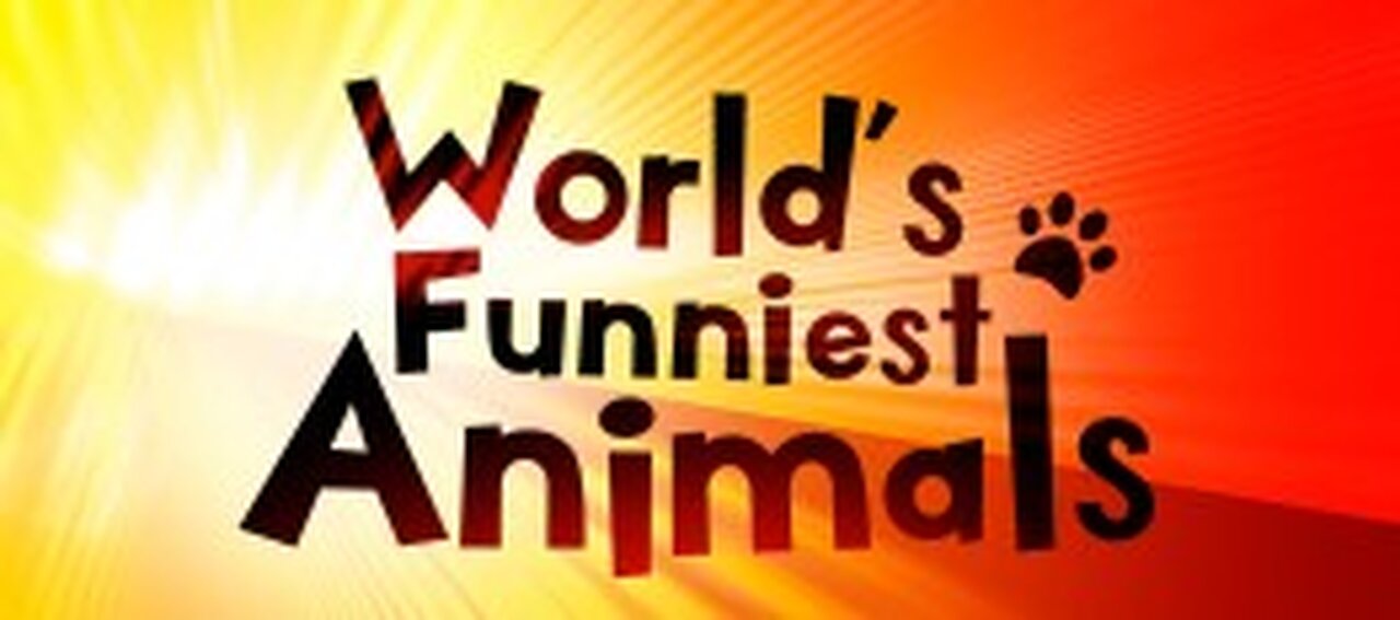 Funny ANIMALS videos 🤣 Funniest CATS😺 and DOGS🐶 2024