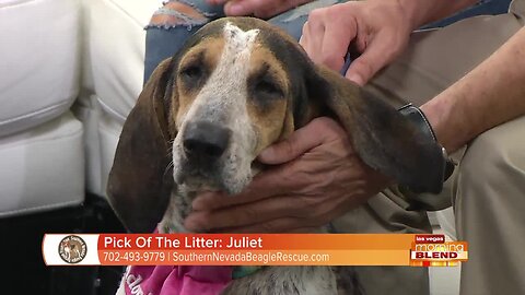 PICK OF THE LITTER: Juliet