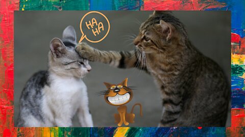Baby Cats |