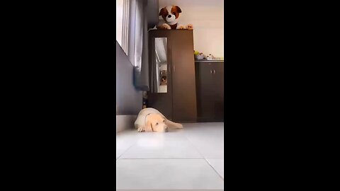 #funnyvideofordog #doglover