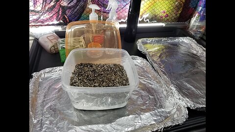 Natalensis Custom All-In-One Substrate Ziploc to Tupperware Tek - Fruiting 🍄 Stage
