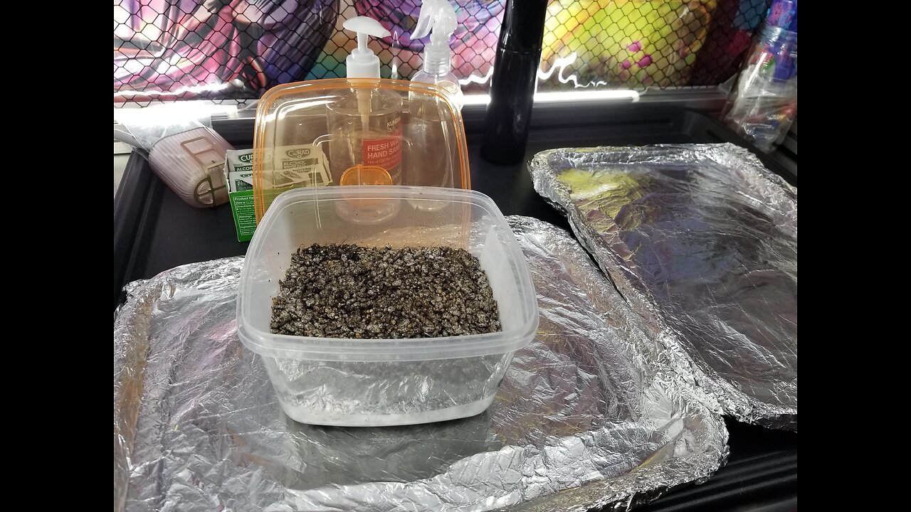 Natalensis Custom All-In-One Substrate Ziploc to Tupperware Tek - Fruiting 🍄 Stage
