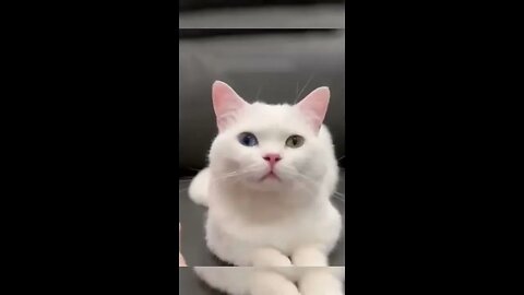 Cute animal fails