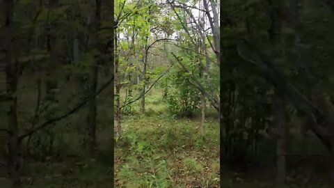 peaceful walk through woods.