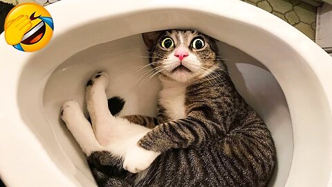 Funniest Animals 😅 New Funny Cats and Dogs Videos 😹🐶 Part 3
