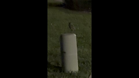 Burrowing Owl Night Watch.#FYP #Owl #BurrowingOwl #MarcoIsland #mywalksinparadise #4K #Birding