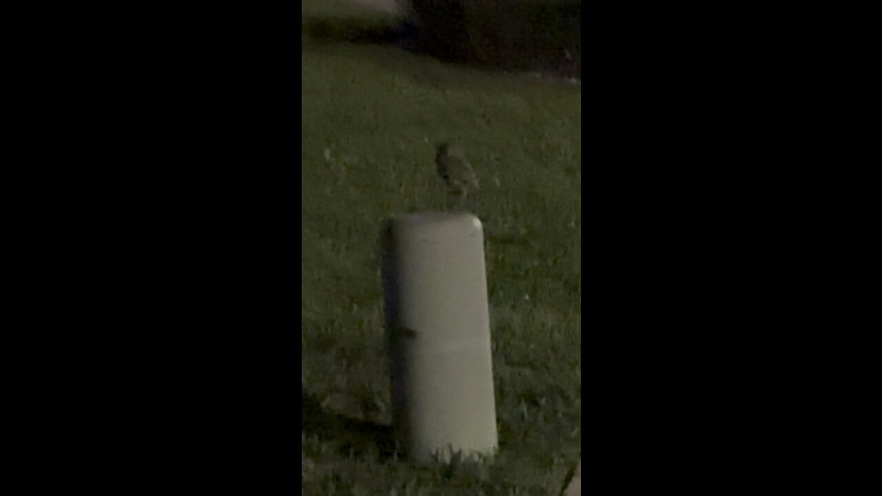 Burrowing Owl Night Watch.#FYP #Owl #BurrowingOwl #MarcoIsland #mywalksinparadise #4K #Birding