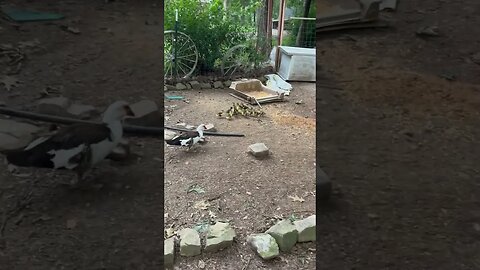 16 baby ducks, eating some breakfast and getting ready for their day.