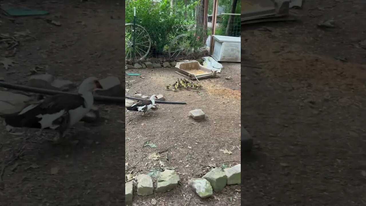 16 baby ducks, eating some breakfast and getting ready for their day.