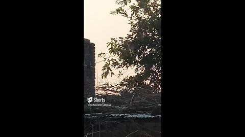 monkey🐒🐒 #funny #comedy#viral #trending #