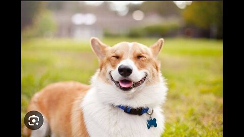 funny animals