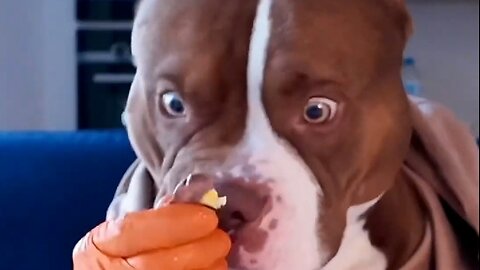 Dogs with Hands Eating Steak and Eggs: Hilarious Breakfast Feast!