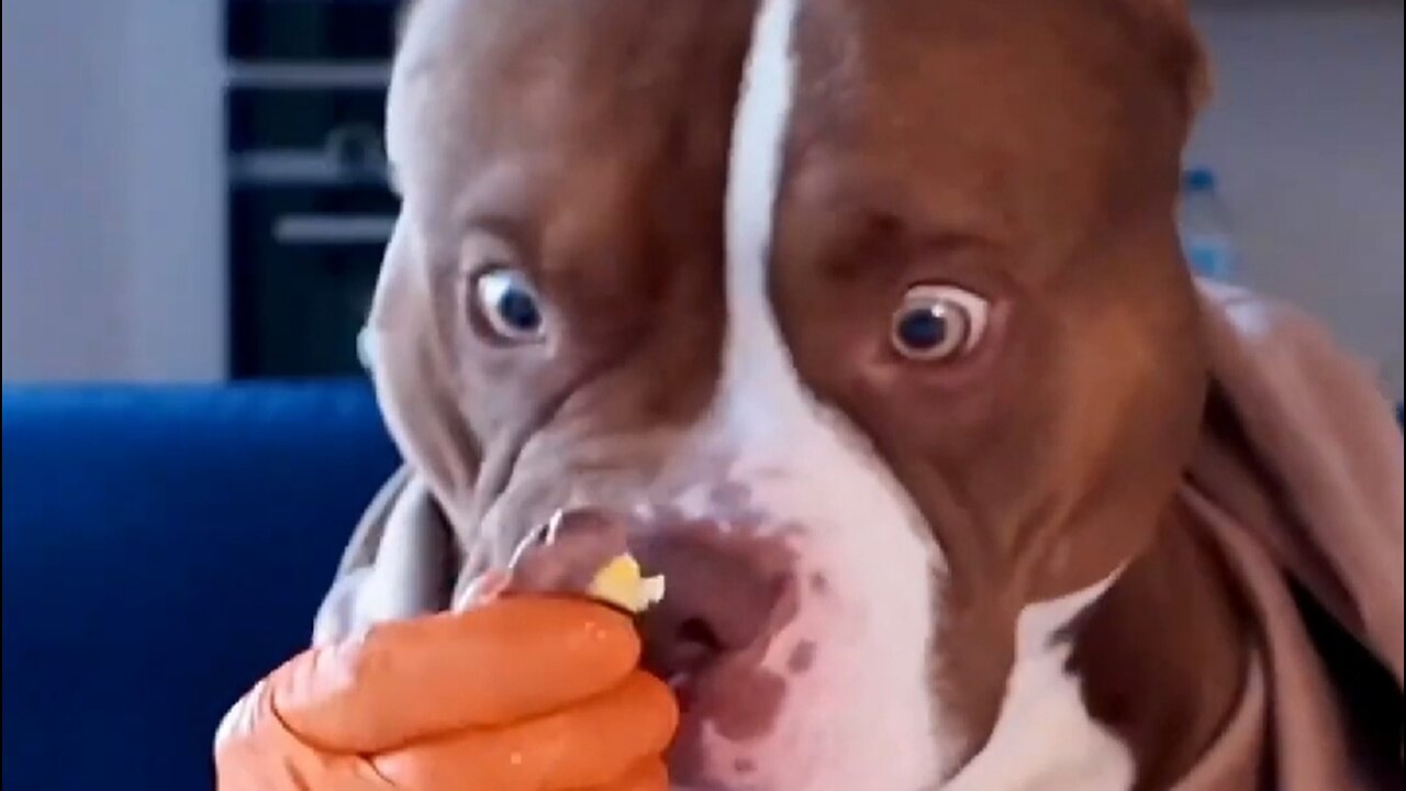 Dogs with Hands Eating Steak and Eggs: Hilarious Breakfast Feast!