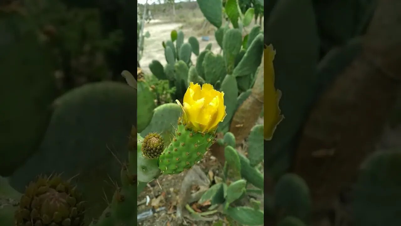 Palmas planta flores #shorts