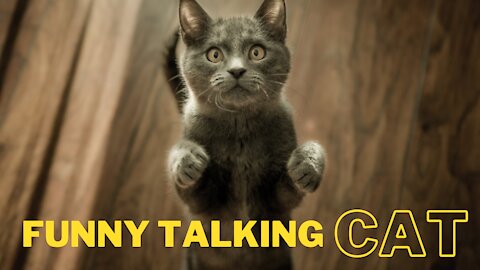 FUNNY TALKING CATS !!
