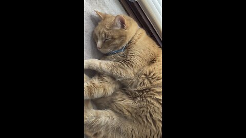 Poking the sleeping cat