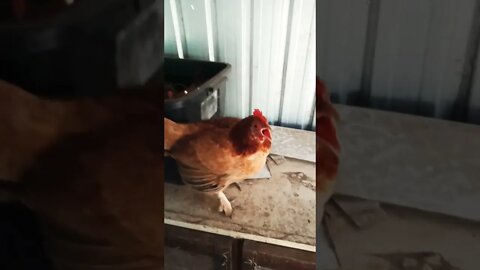 Forest is going to lay an egg and has a lot to say