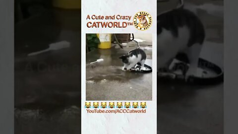 It’s Kitty’s Teeth vs. This Dog’s Booty (#188)