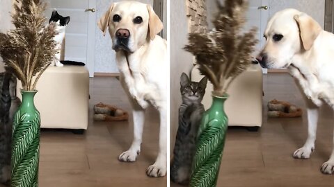 Cats Try To Frame Dog For Knocking Over Vase