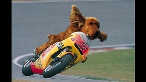 Funny DOG Riding MoterBike :P happens in India