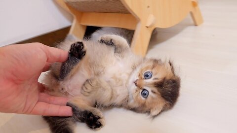 A kitten who misbehaves and is forcibly taken away is cute