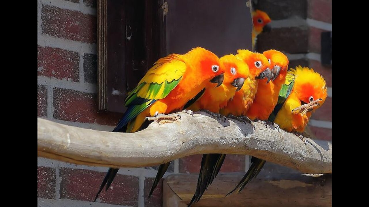 Cute Funny Parrots Doing Crazy Stuff :-)